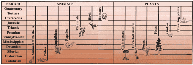 Diagram showing stratigraphic ranges 
and origins of some major animal and plant groups